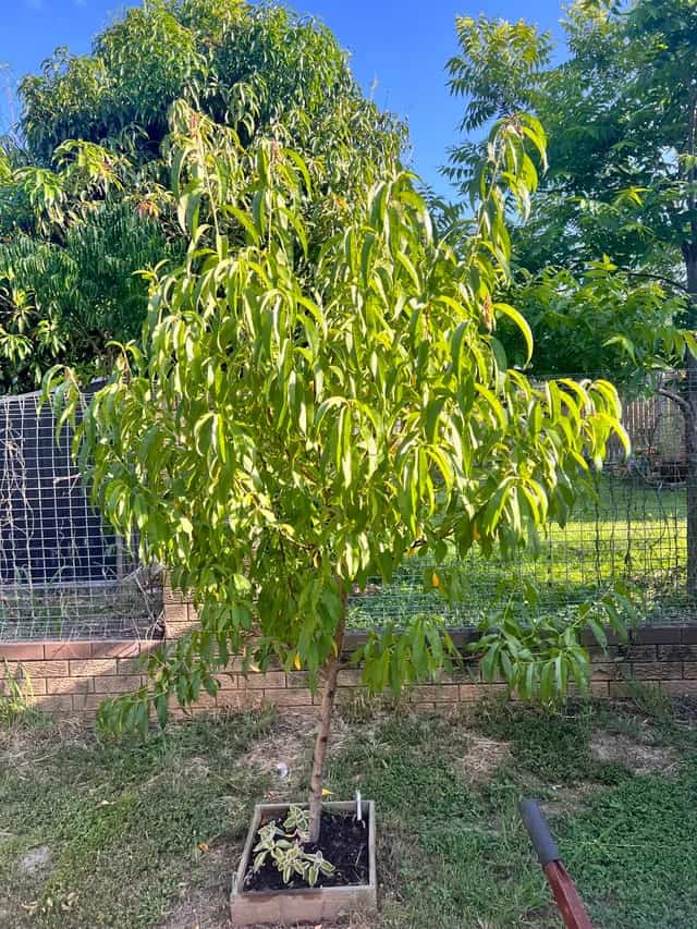 Guide on Mastering Fruit Tree Pruning: Techniques for Healthier Growth and Bigger Harvests