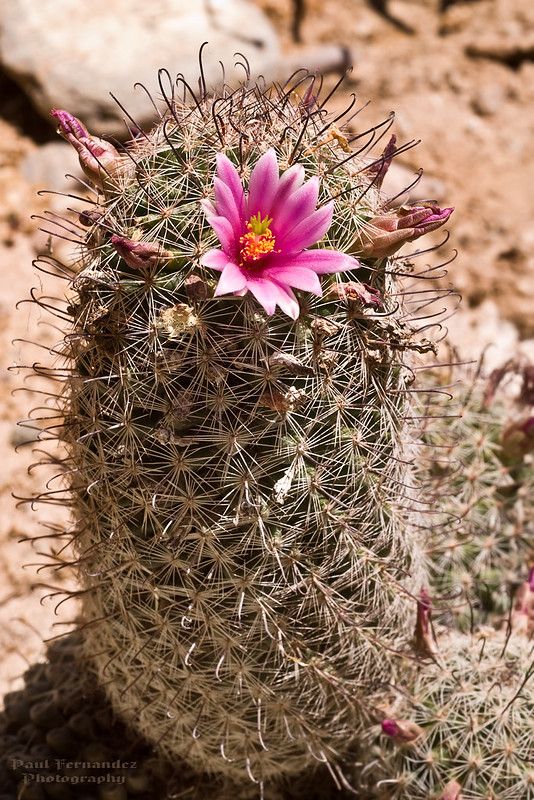 30 Stunning Flowering Cactus Plants That Will Surprise You