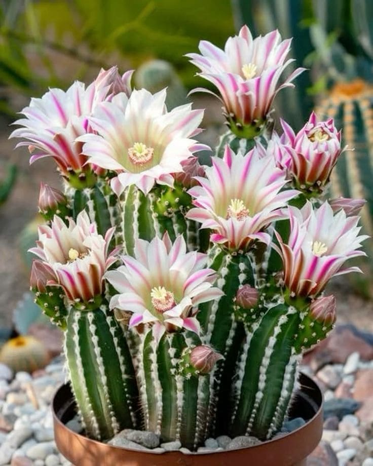 Argentine Giant Cactus