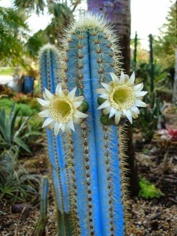 Blue Torch Cactus