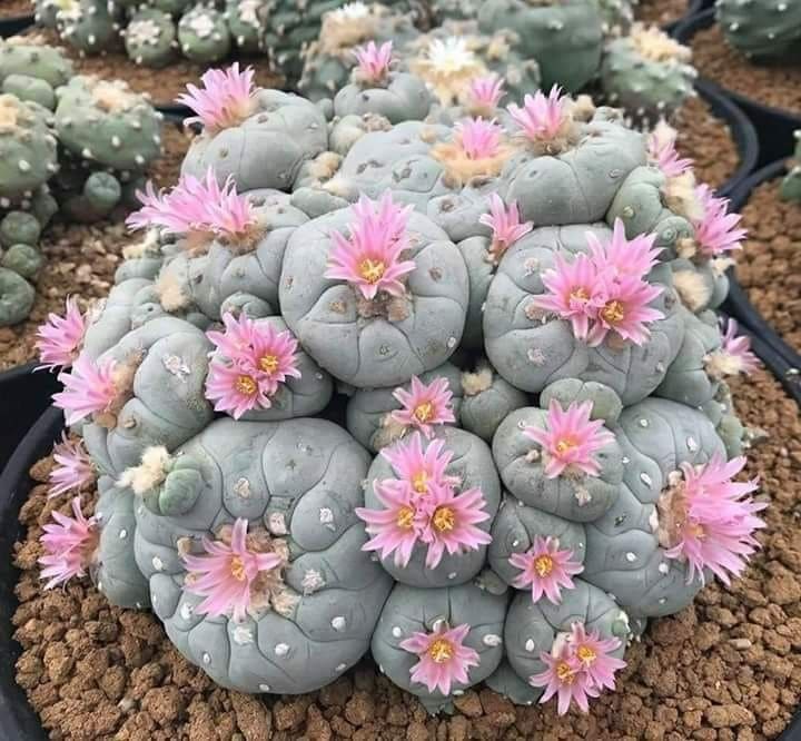 Button Cactus