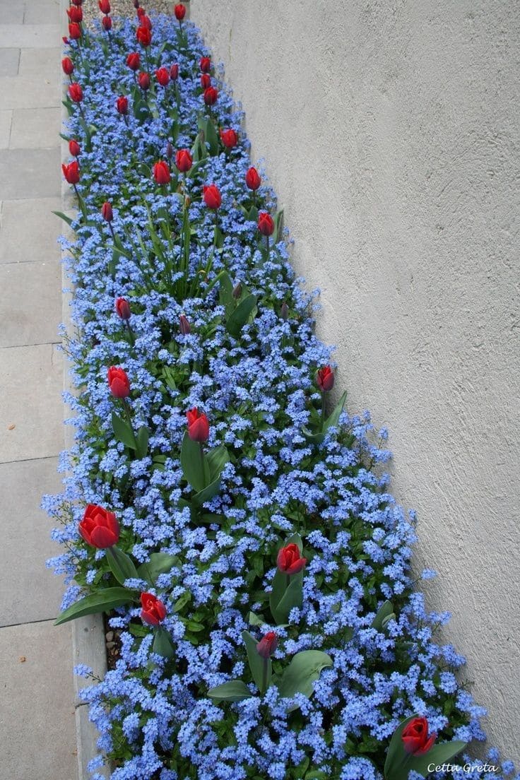 Charming Tulip and Forget-Me-Not Border