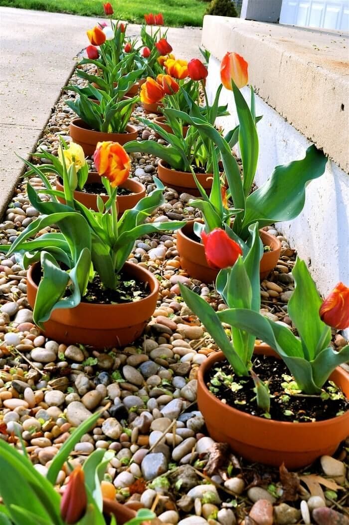 Cheerful Potted Tulip Pathway