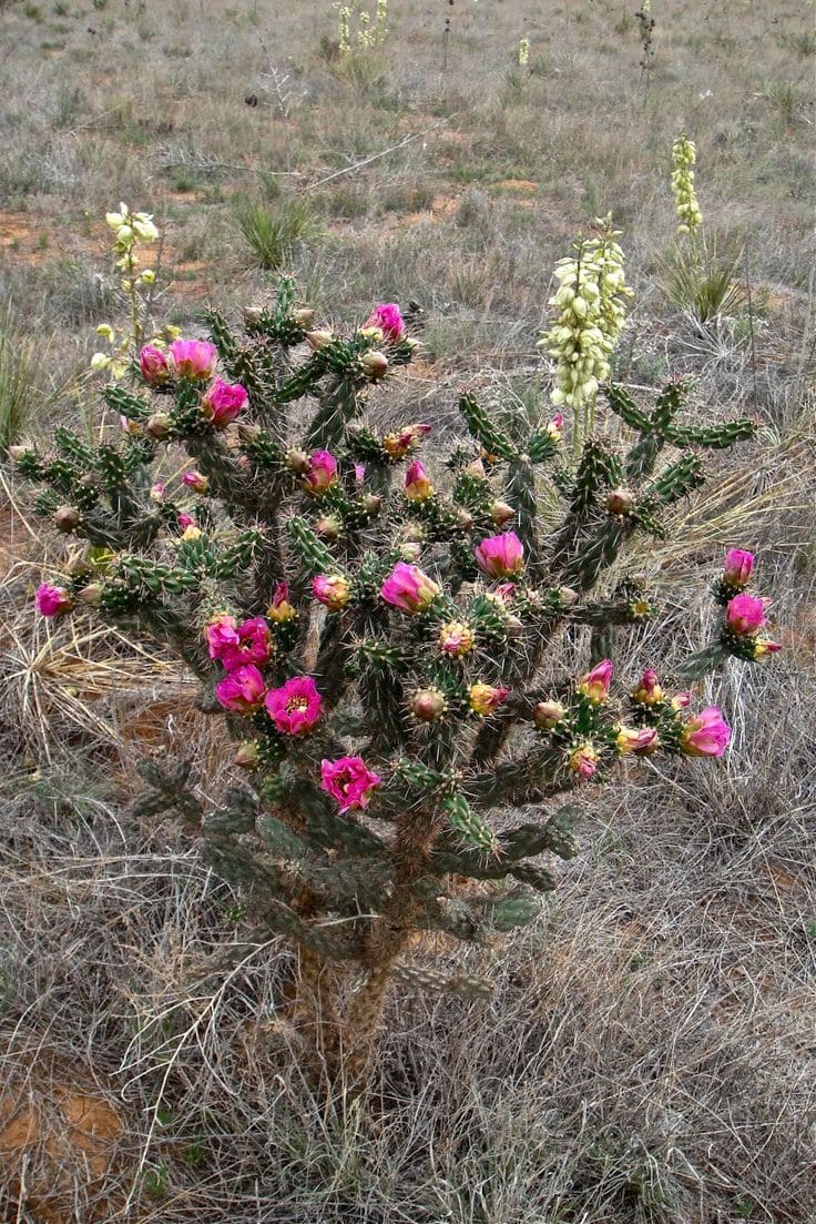 Cholla Cactus