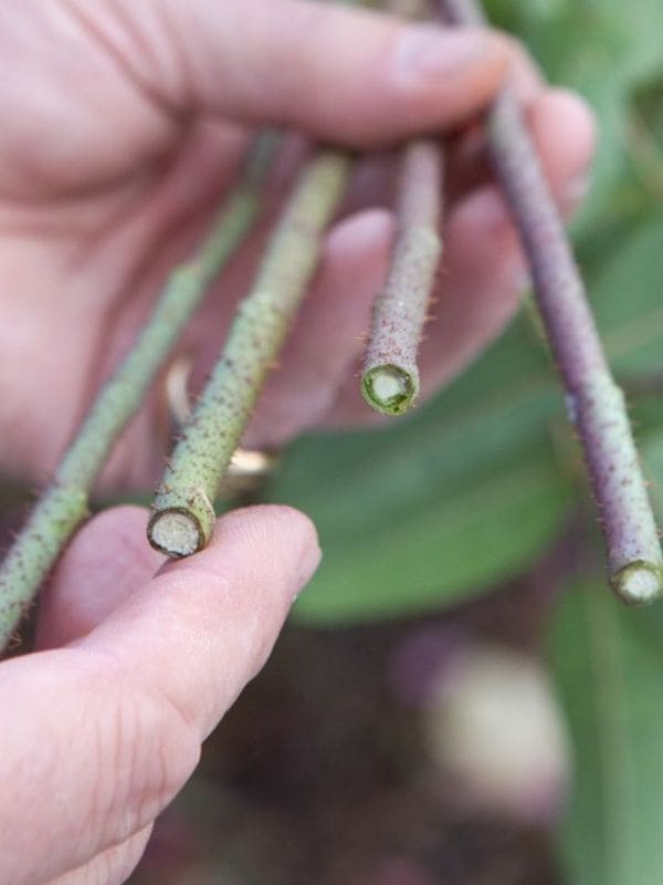 100% Success Growing Roses from Cuttings Using 2 Secret Weapons Gardeners Rarely Share