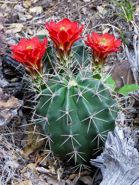 Claret Cup Cactus