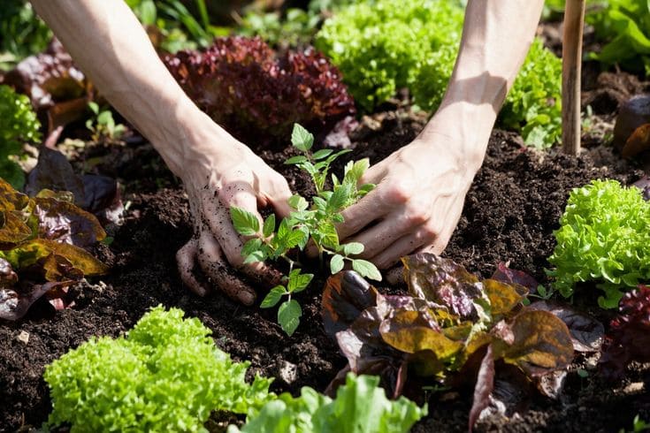 6 Methods to Get Rid of the Colorado Potato Beetle Without Chemicals