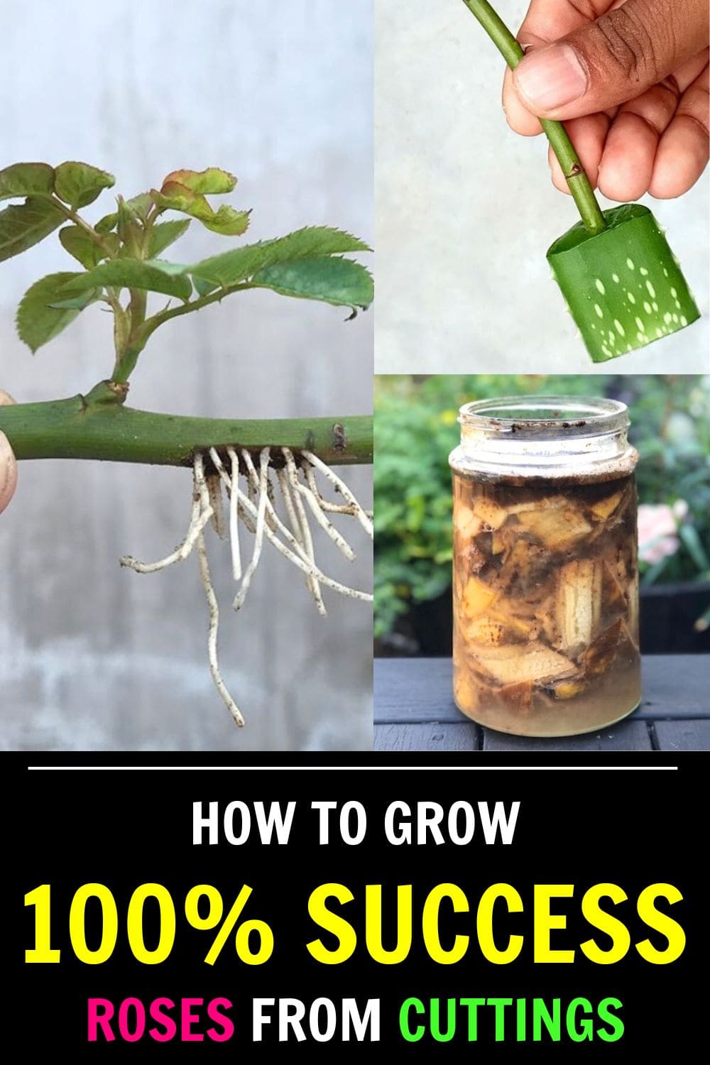 100% Success Growing Roses from Cuttings Using 2 Secret Weapons Gardeners Rarely Share