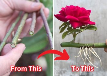100% Success Growing Roses from Cuttings Using 2 Secret Weapons Gardeners Rarely Share