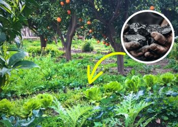 Revitalize Garden Soil Immediately with This Charcoal Enrichment Method