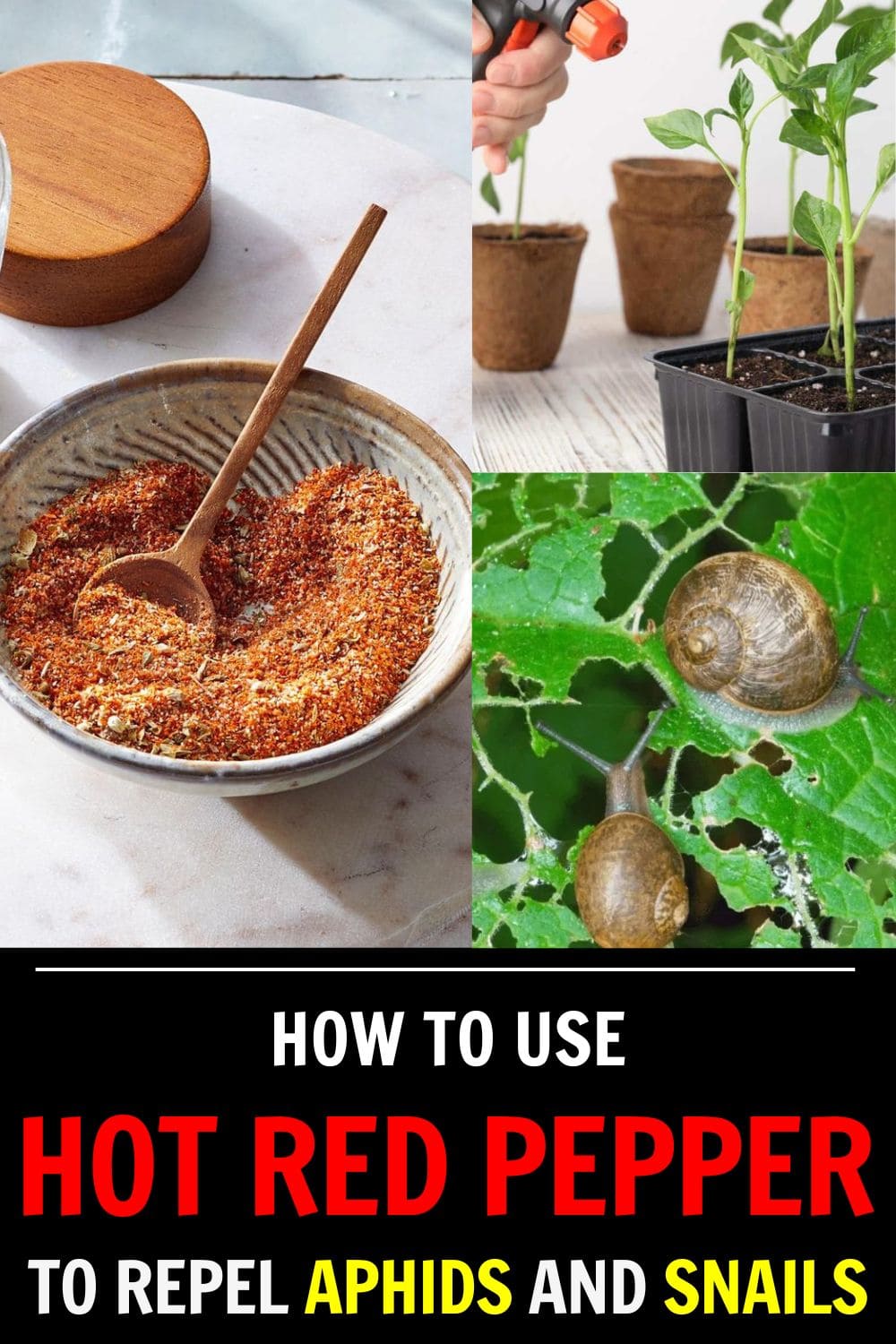 How to Use Hot Red Pepper to Repel Aphids and Snails