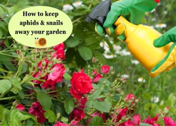 How to Use Hot Red Pepper to Repel Aphids and Snails