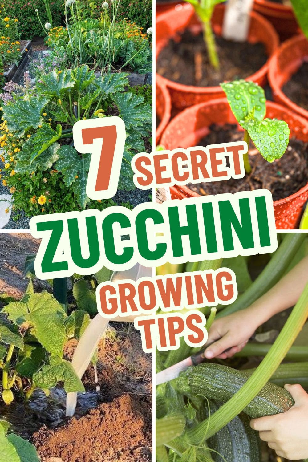 Guide On 7 Zucchini Growing Tips For A Bountiful Harvest