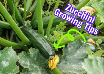 Guide On 7 Zucchini Growing Tips For A Bountiful Harvest