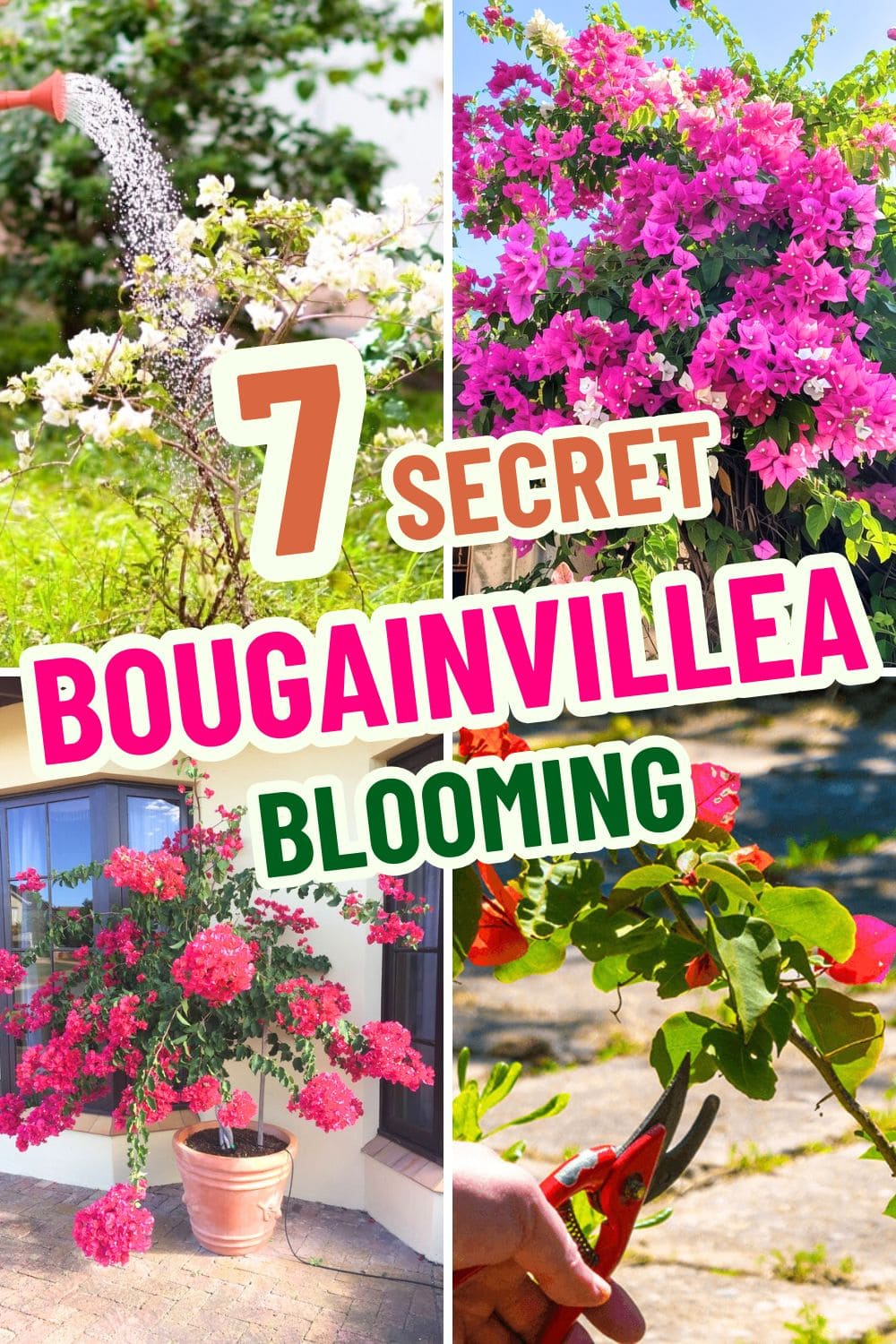 7 Secrets For Making Bougainvillea Bloom Time And Time Again