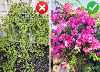 7 Secrets For Making Bougainvillea Bloom Time And Time Again