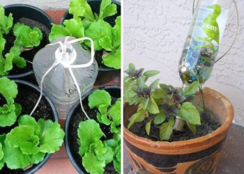 5 Super Effective Methods to Water Plants for a Month at No Cost