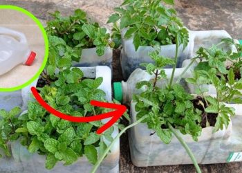 Growing Mint at Home Using Plastic Bottles: A Simple and Sustainable Guide