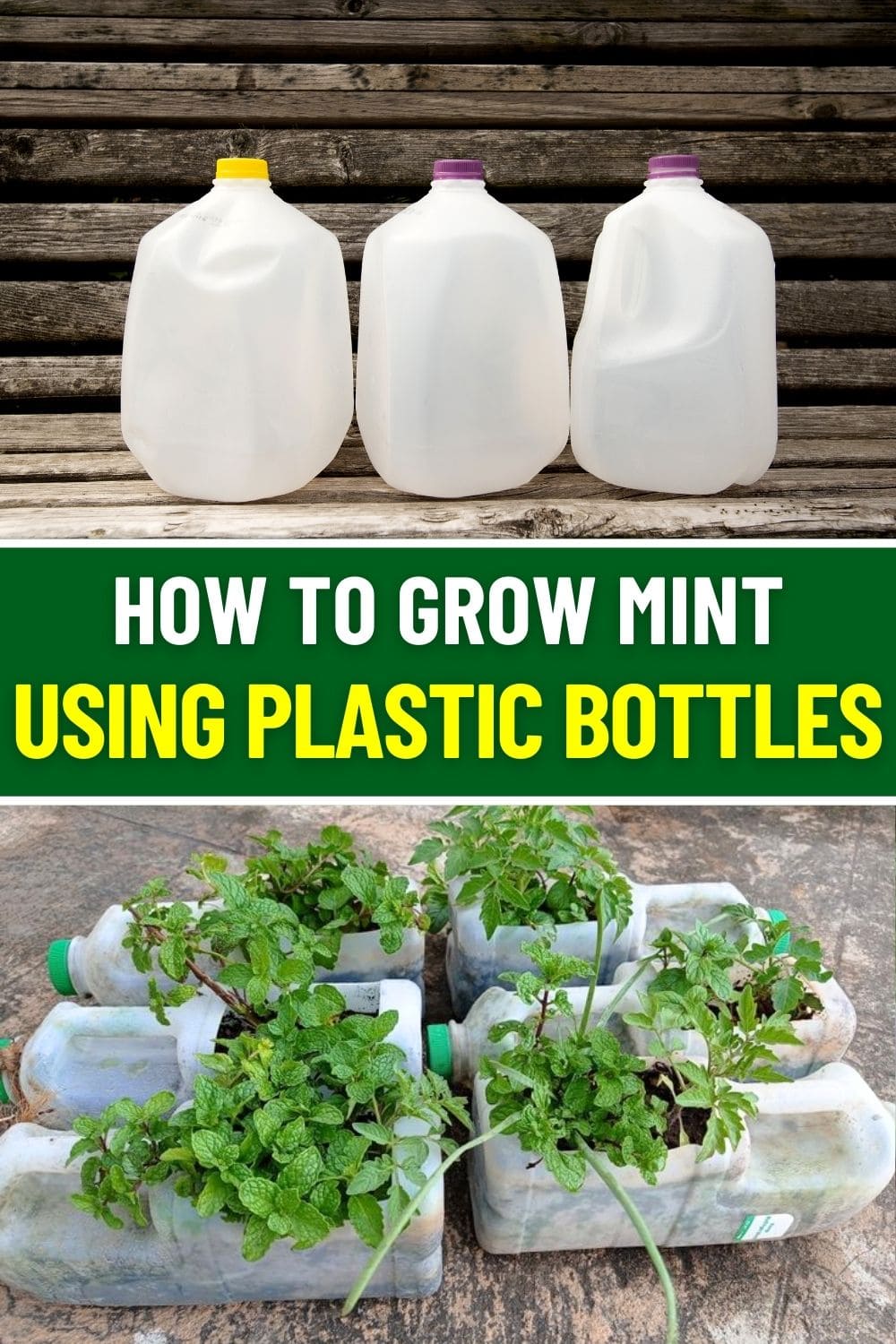 Growing Mint at Home Using Plastic Bottles: A Simple and Sustainable Guide