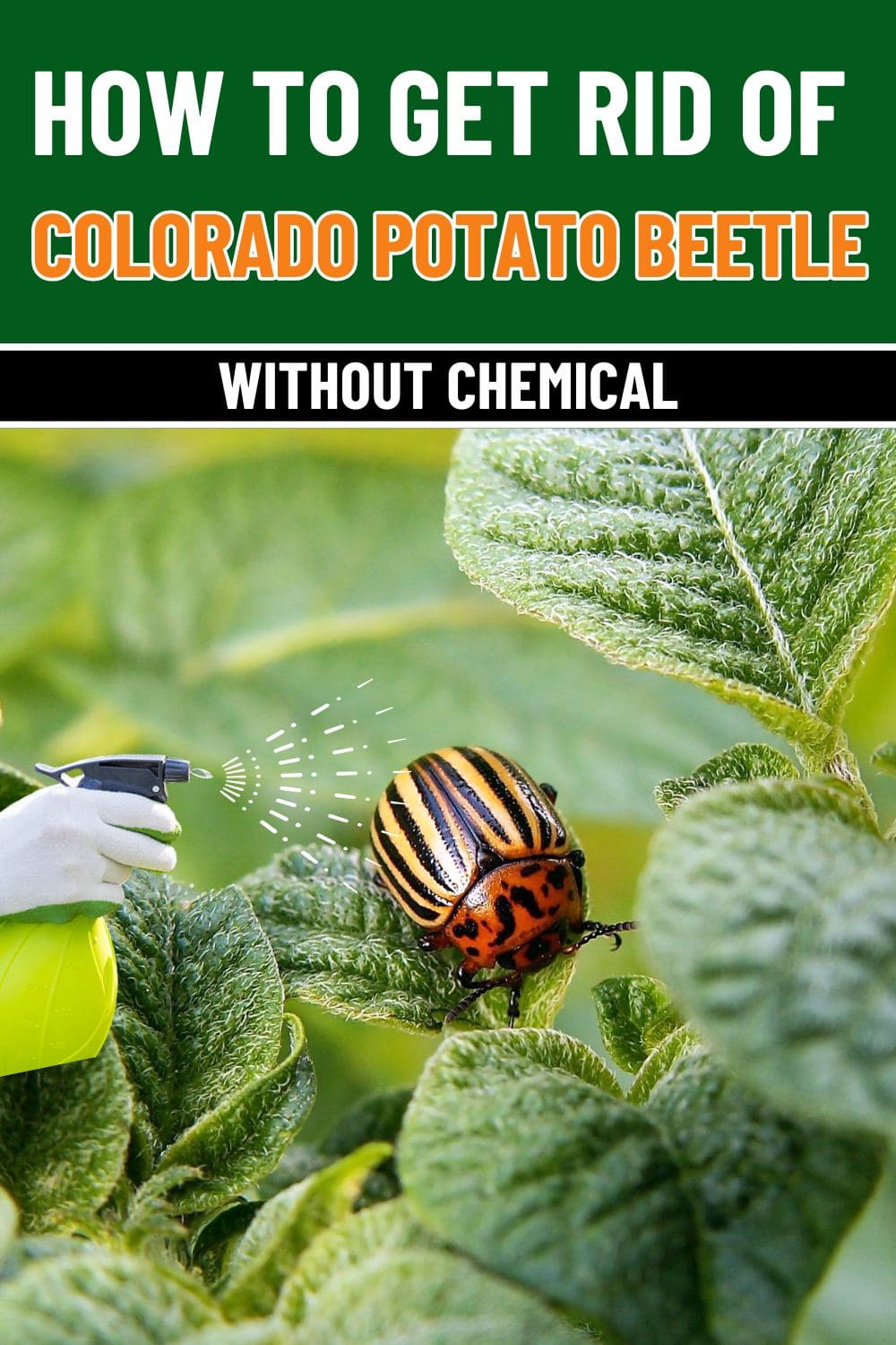 6 Methods to Get Rid of the Colorado Potato Beetle Without Chemicals