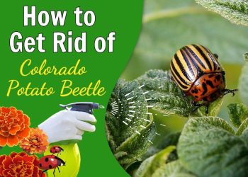 6 Methods to Get Rid of the Colorado Potato Beetle Without Chemicals