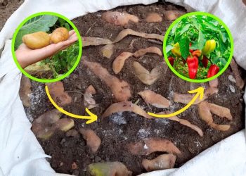 The Secret Power of Potato Peels: Turning Kitchen Scraps into Garden Gold