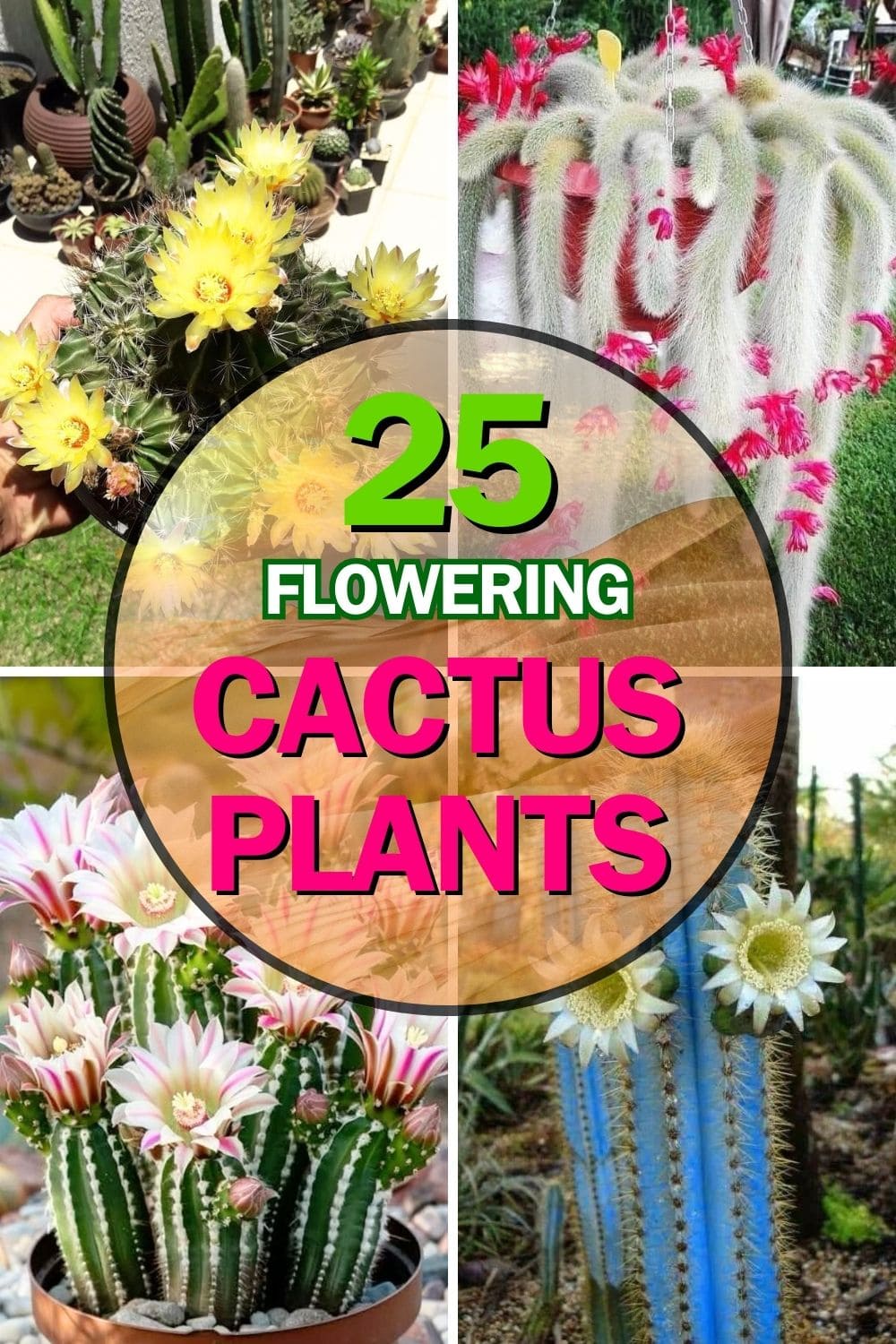 30 Stunning Flowering Cactus Plants That Will Surprise You