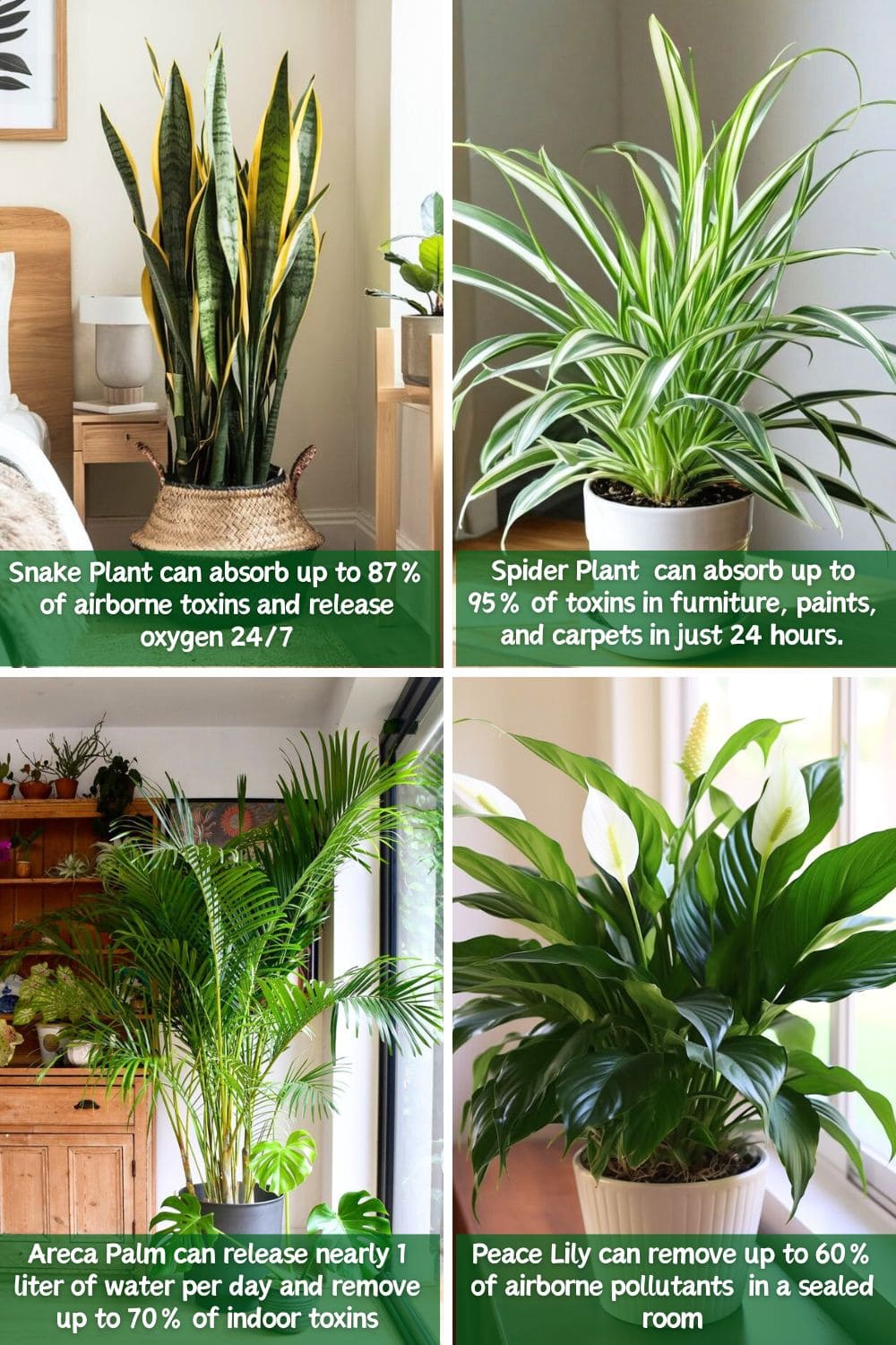 Top 4 Best Oxygen-Producing Houseplants for a Healthier Home