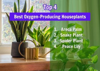 Top 4 Best Oxygen-Producing Houseplants for a Healthier Home