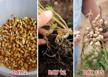 How to Grow Peanuts in Soil from Store-Bought Nuts