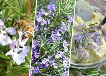 Many Don’t Know Rosemary Can Bloom – And the Benefits Are Incredible!