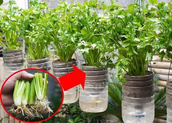 Growing Celery in Reused Plastic Bottles: A Simple and Sustainable Method