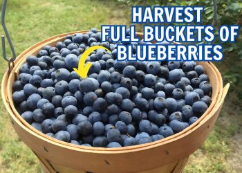 How to Grow Overflowing Buckets of Blueberries No Matter Where You Live