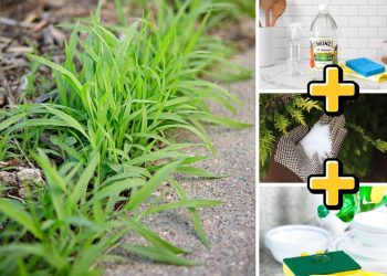 Say Goodbye to Weeds with This Easy Homemade Spray – Here’s the Recipe You Need