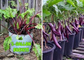 Top 12 Vegetables to Grow in 5-Gallon Buckets – A Gardener’s Best-Kept Secret