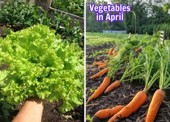 20 Best Vegetables to Grow in April for a Thriving Garden