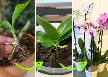 How to Grow Orchids from Leaves: What Works and What Doesn’t