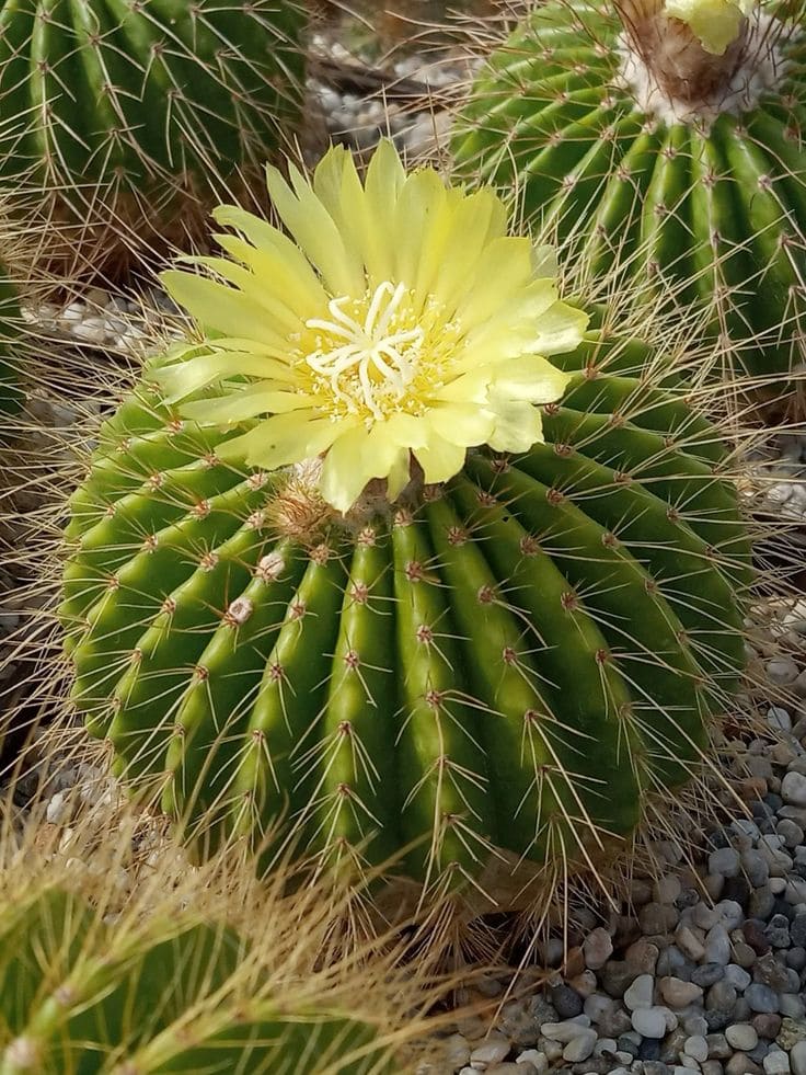 Golden Barrel Cactus