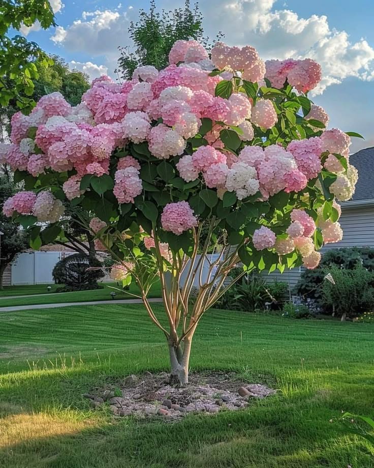 Graceful Hydrangea Tree for a Charming Landscape