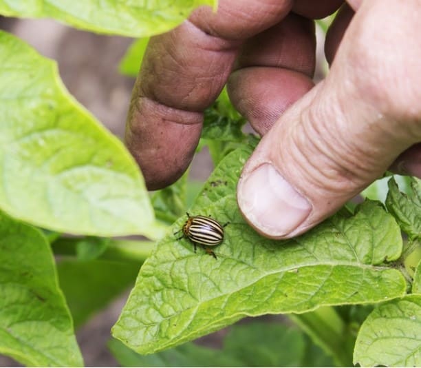 6 Methods to Get Rid of the Colorado Potato Beetle Without Chemicals