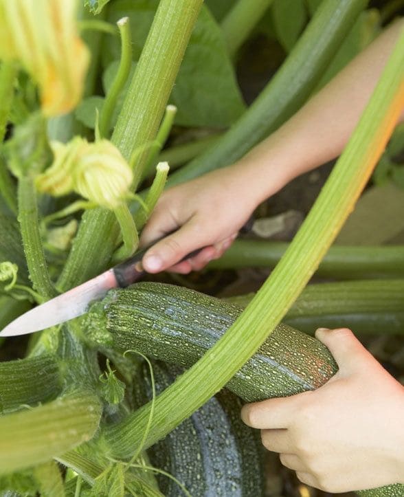 Guide On 7 Zucchini Growing Tips For A Bountiful Harvest