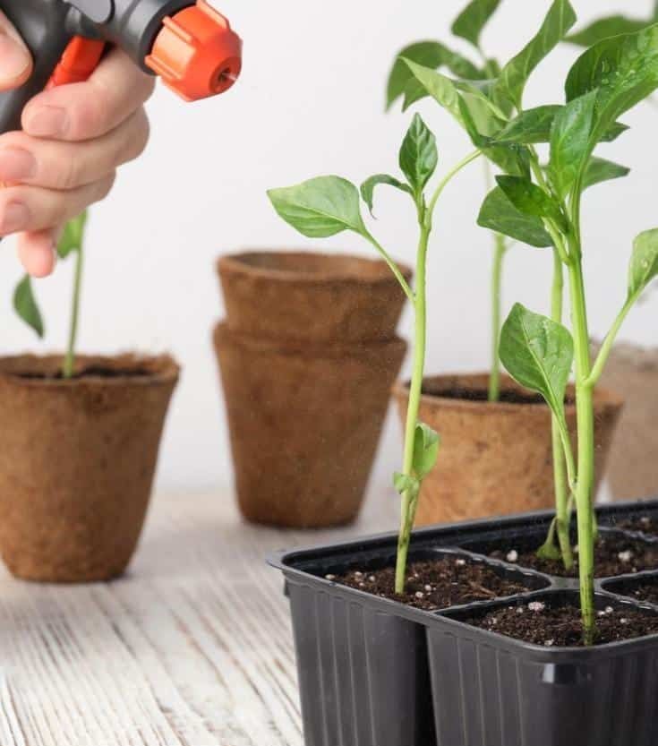 How to Use Hot Red Pepper to Repel Aphids and Snails