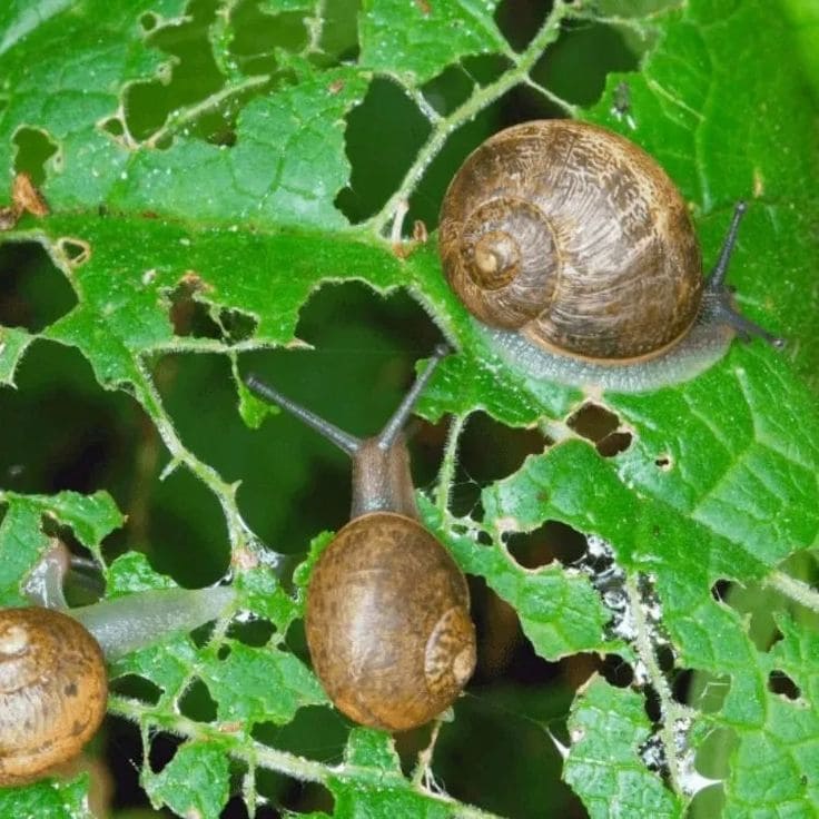 How to Use Hot Red Pepper to Repel Aphids and Snails