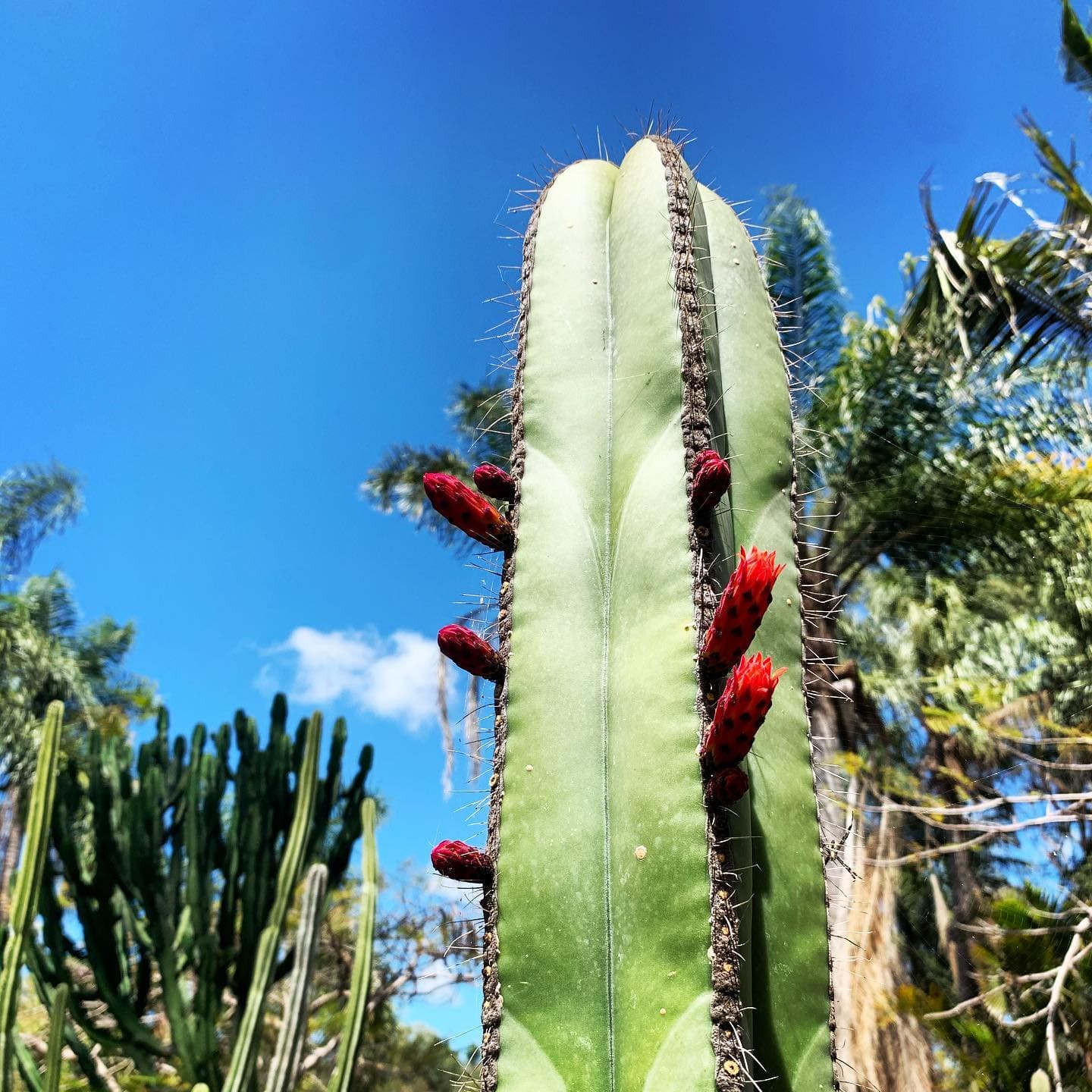 Mexican Fence Post Cactus