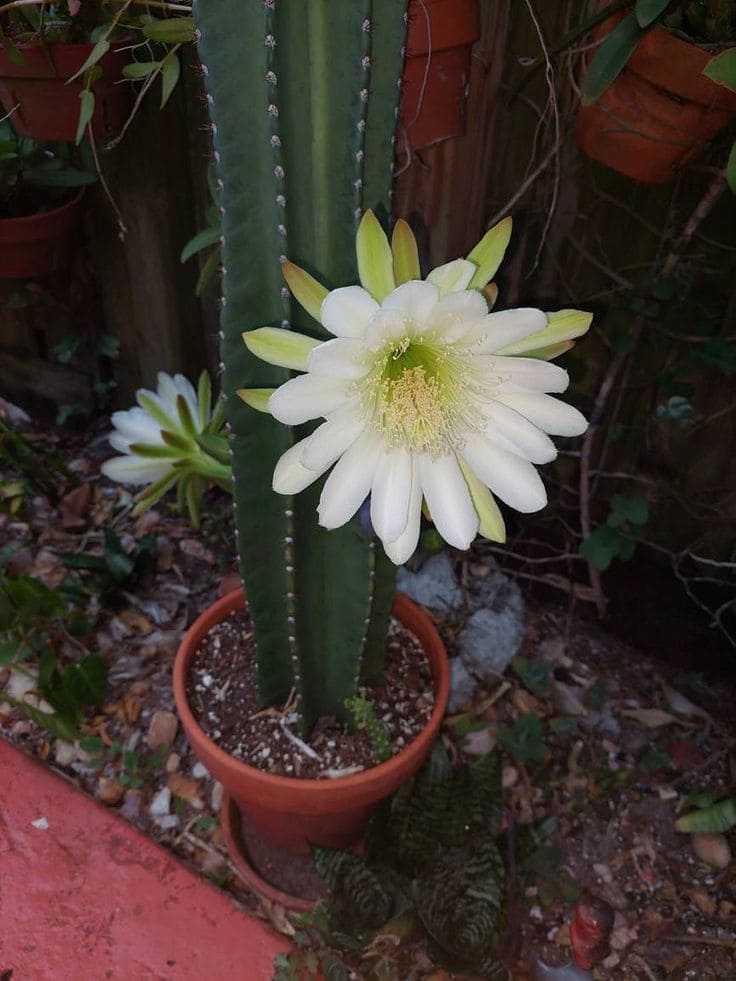 Night Blooming Cereus