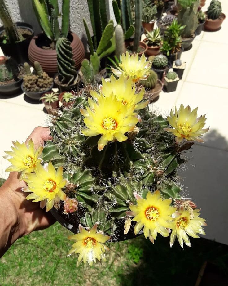 Parodia Cactus