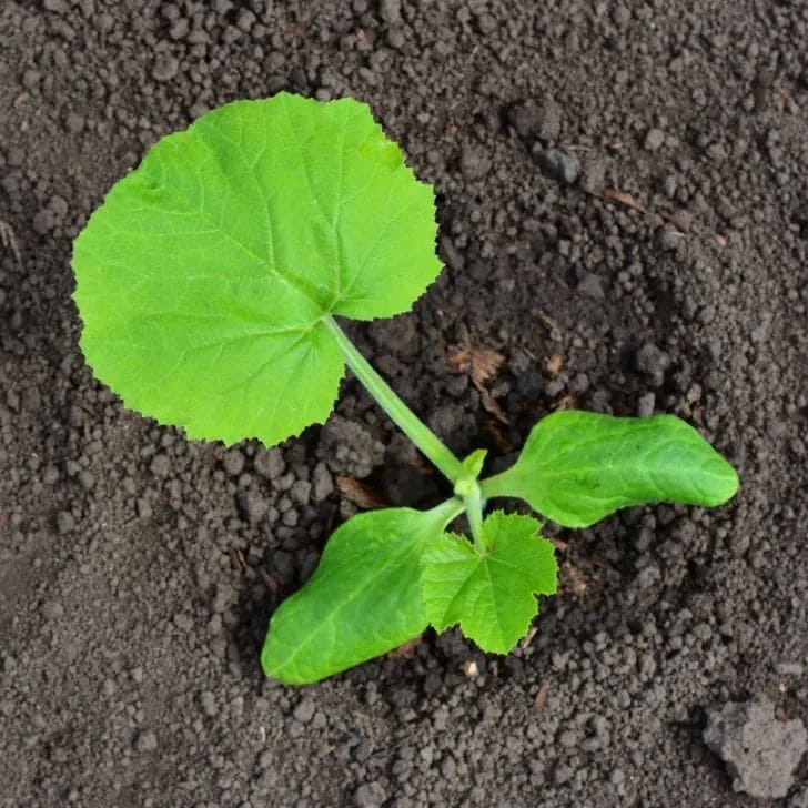 Guide On 7 Zucchini Growing Tips For A Bountiful Harvest