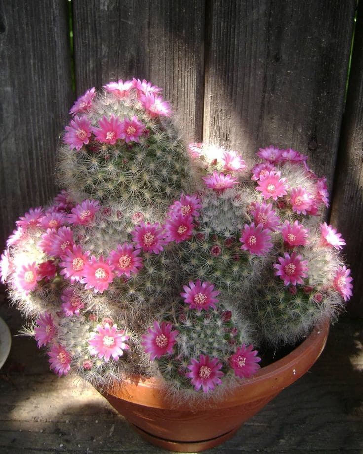 Powder Puff Cactus