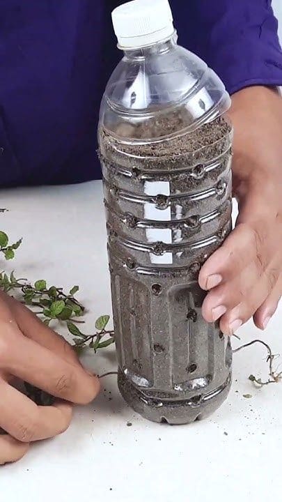 Growing Mint at Home Using Plastic Bottles: A Simple and Sustainable Guide