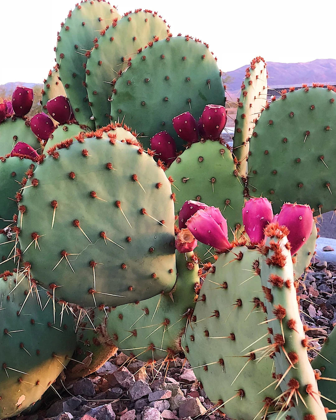 Prickly Pear Cactus